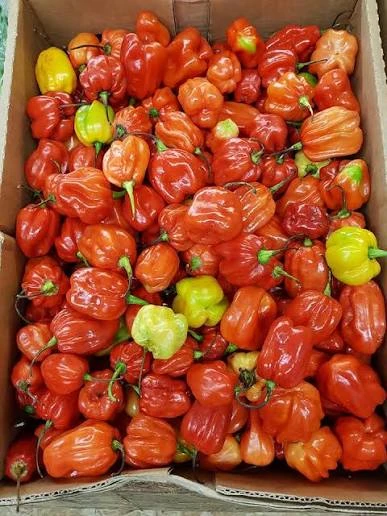 African Red Chillies 220g