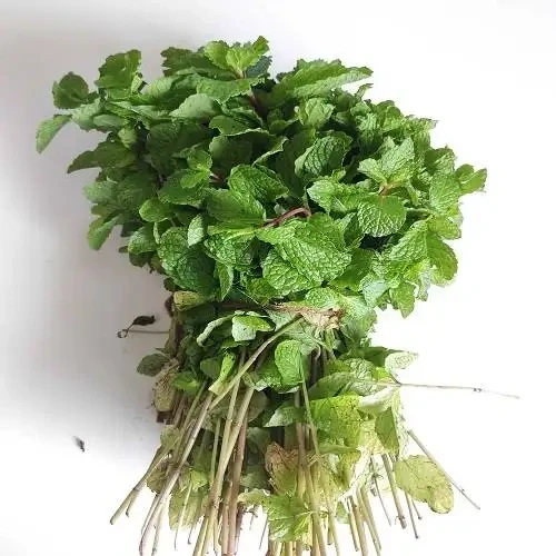 Mięta