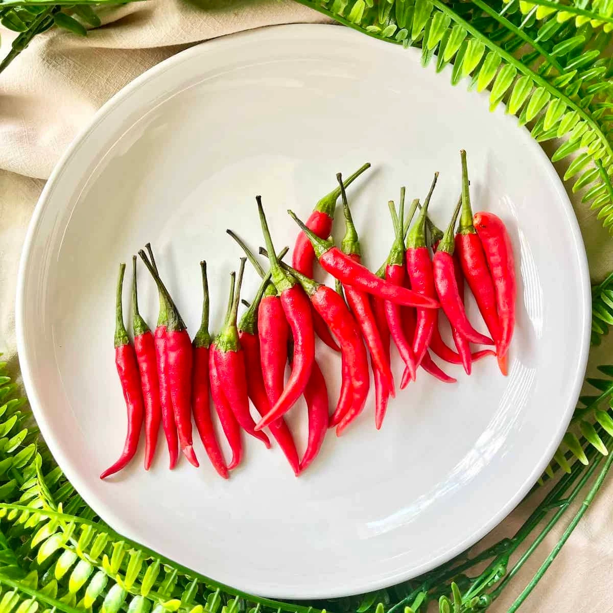 Birds Eye Chilli